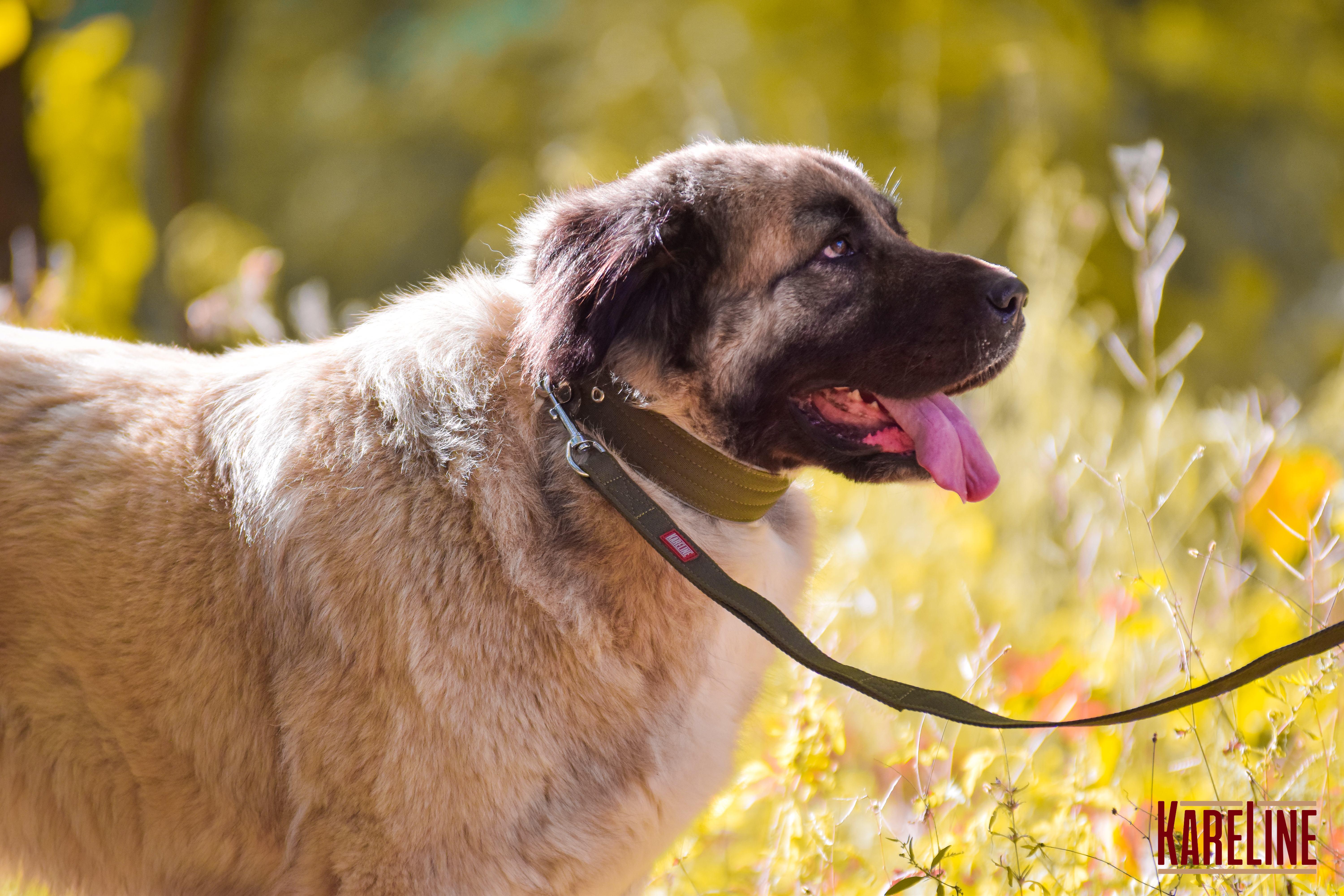 Поводок KareLine усиленный нейлоновый с 2 ручками 25 мм 1500 мм Хаки (0970/15) - фото 2 Поводок KareLine усиленный нейлоновый с 2 ручками 25 мм 1500 мм Хаки (0970/15) - фото 2