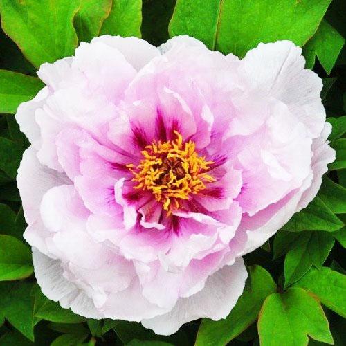 Пион Florium Blue Moon Lan Yue Liang древовидный (11463)