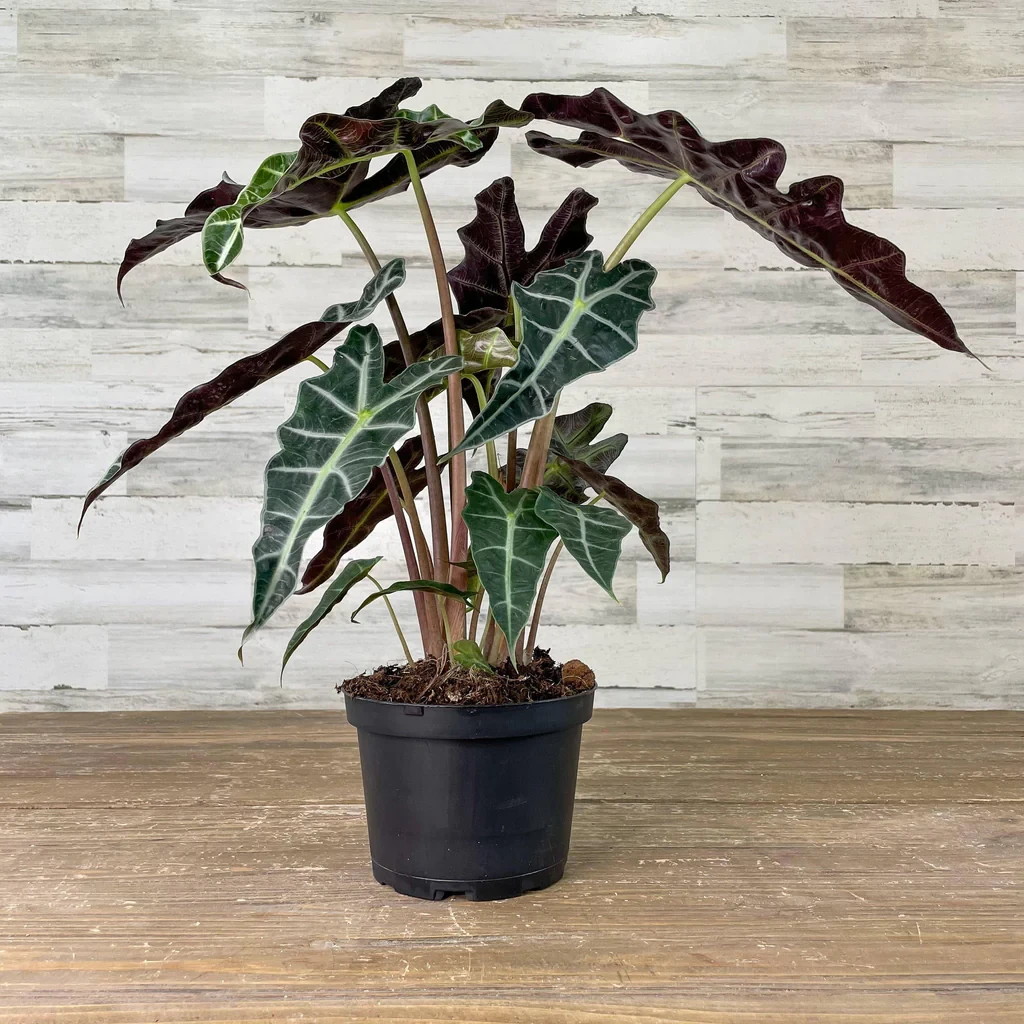 Алоказия Полли 12/35 см (2698893523) - фото 2 Алоказия Полли 12/35 см (2698893523) - фото 2