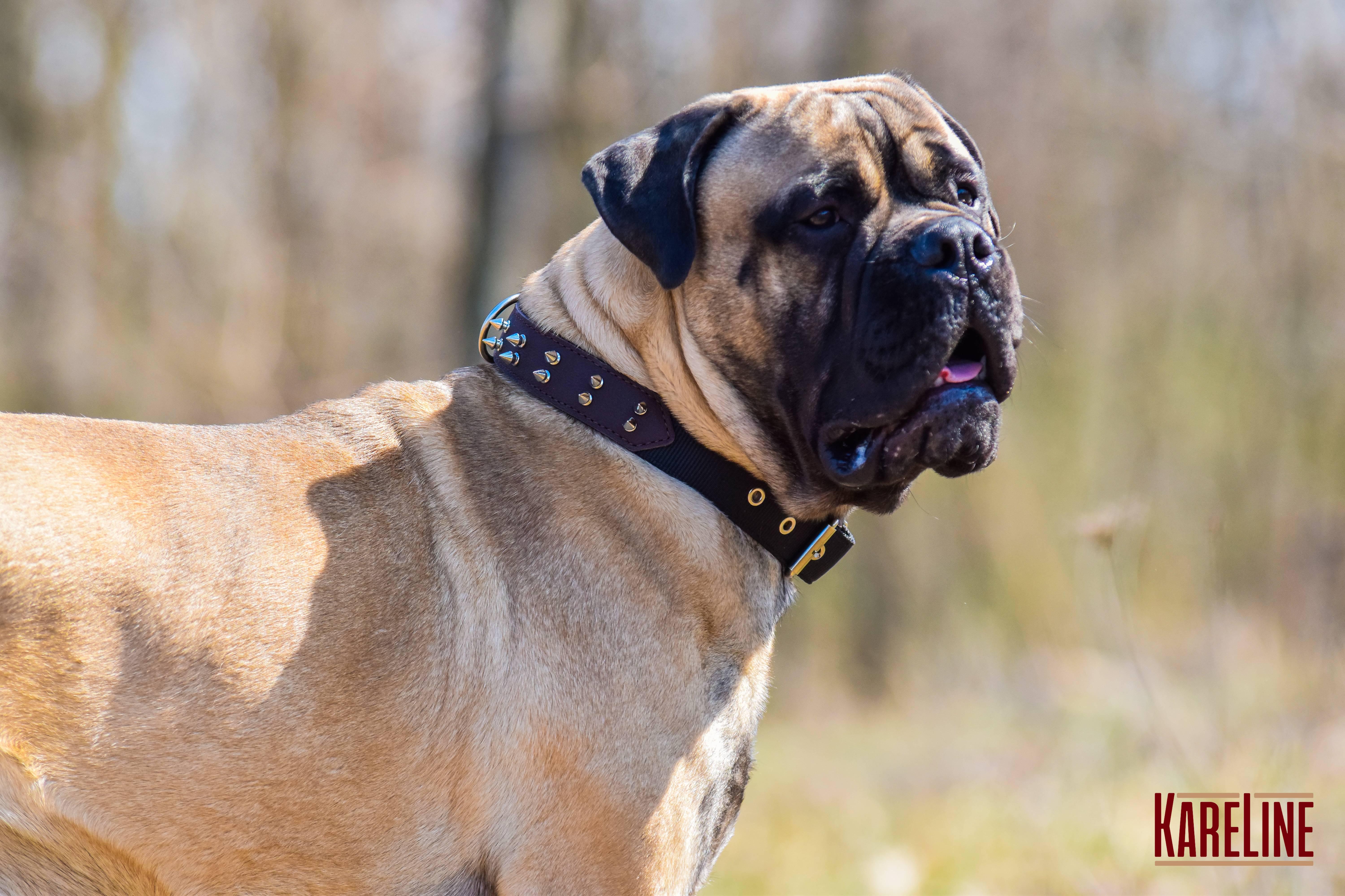 Ошейник KareLine и натуральной кожи с шипами 35 мм 410-510 мм (6606/12) - фото 4 Ошейник KareLine и натуральной кожи с шипами 35 мм 410-510 мм (6606/12) - фото 4