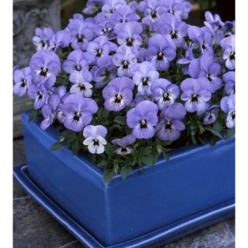 Семена цветов Виола рогатая Floral Power F1 Sky Blue Blotch Takii 50 шт. (BN09001-3)
