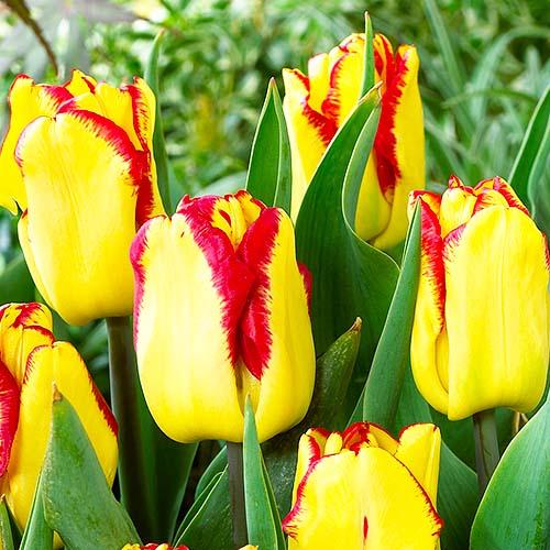 Тюльпан Florium Cape Town (5737) - фото 3