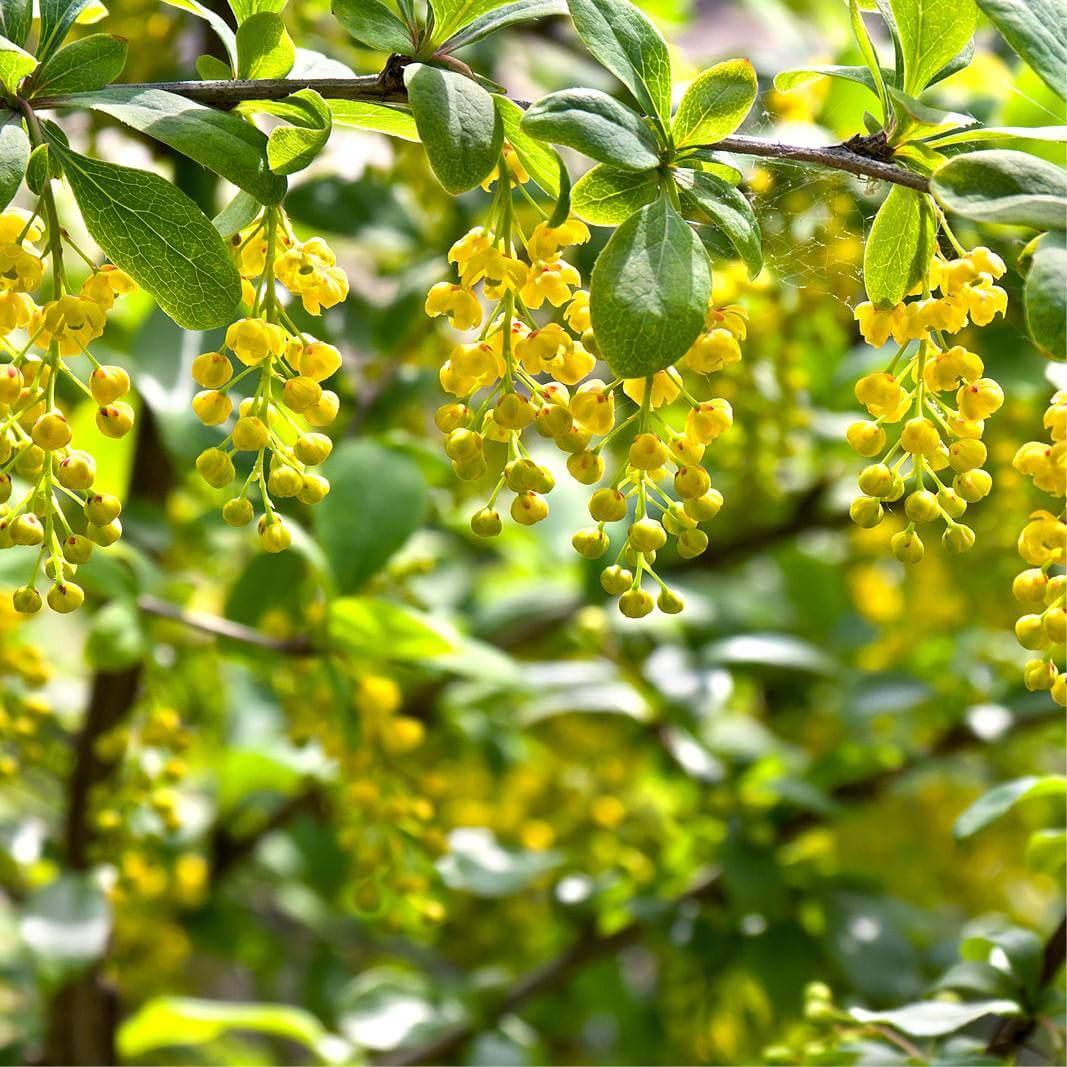 Насіння Барбарис звичайний Berberis vulgaris 10 шт./уп. - фото 3