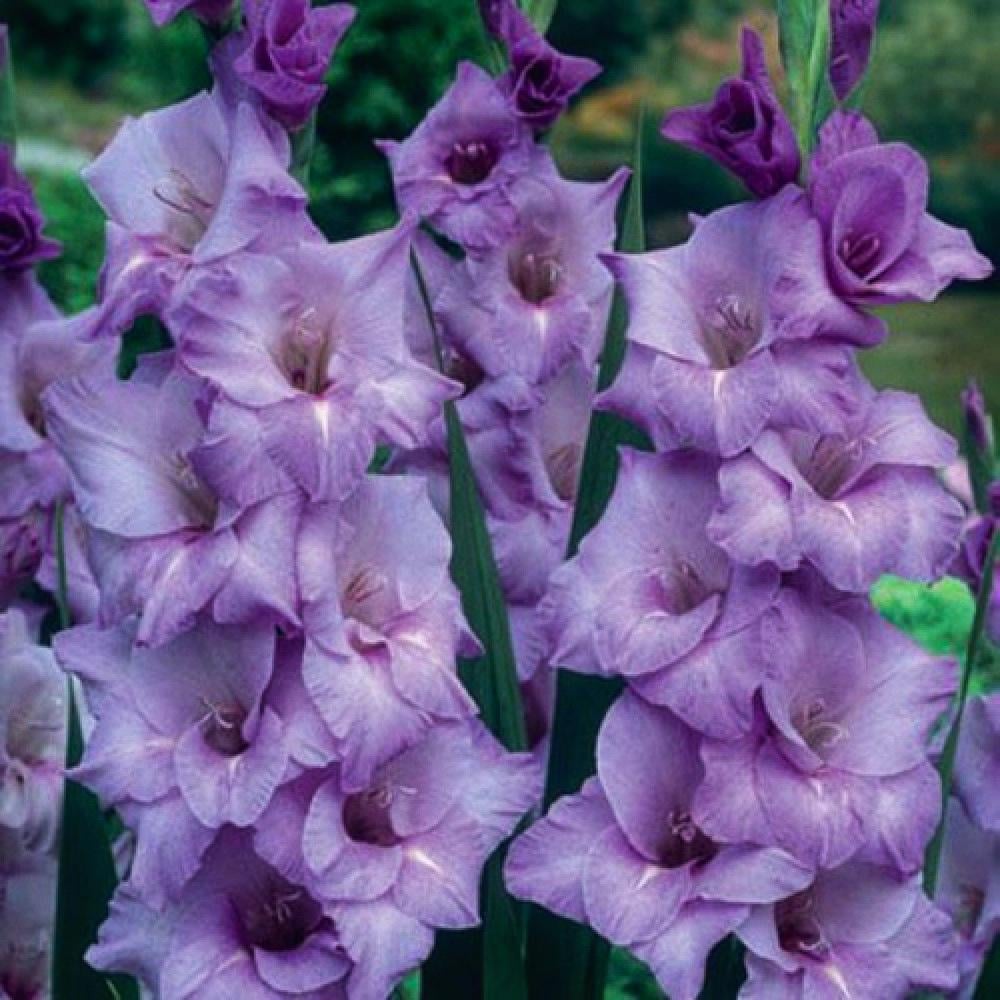 Гладиолус Блю тропик Blue Tropic 9 шт. (38293790)
