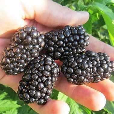 Саджанець ожини ремонтантної Chief Joseph безколючкова середня (882377625) - фото 2 Саджанець ожини ремонтантної Chief Joseph безколючкова середня (882377625) - фото 2