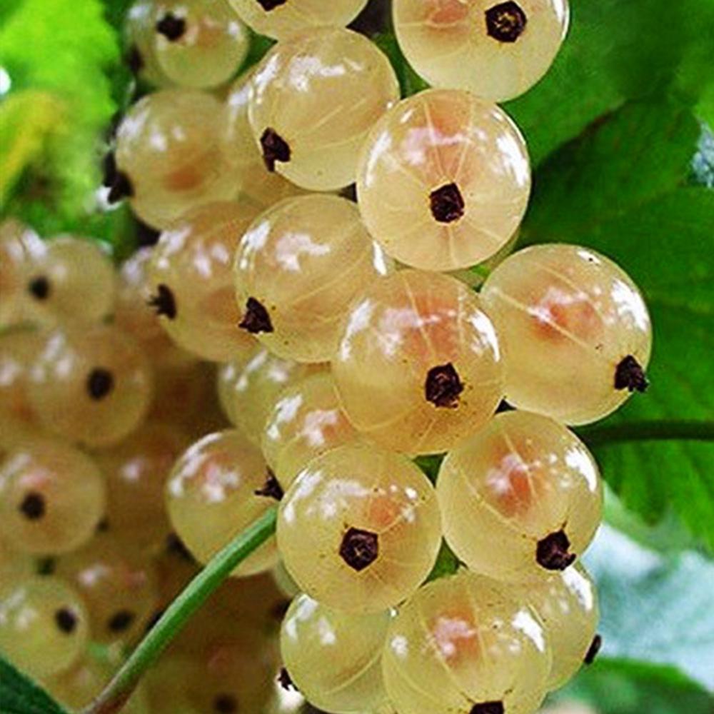 Саджанець смородини Сніжана (14964957)