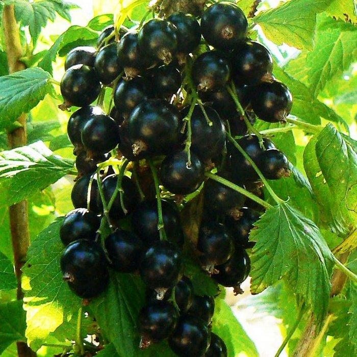 Саджанець смородини чорної Козацька (2083957478)