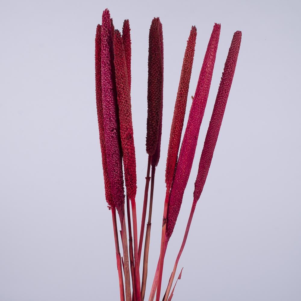 Сухоцвет Babala Красный (4291-2) Сухоцвет Babala Красный (4291-2)