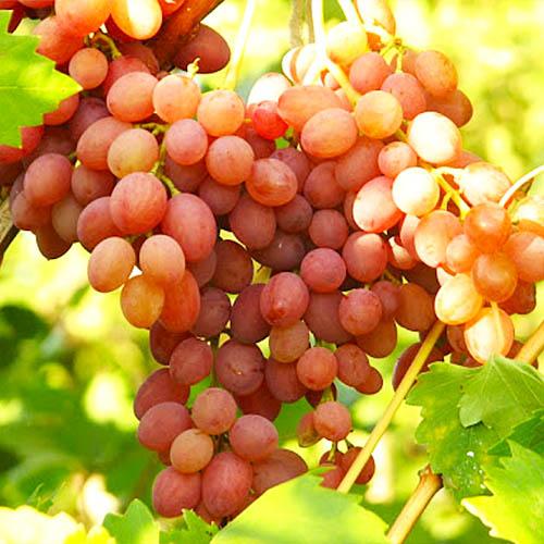 Виноград Florium Кишмиш Лучистый привитый (2608)