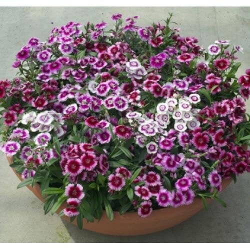 Семена цветов Гвоздика гибридная HemGenetics Chiba picotee shades mixture 10 шт. (BN10427-4)