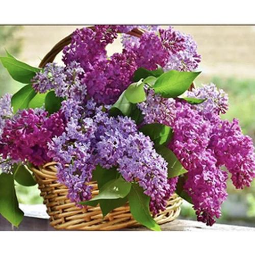 Алмазная мозаика Strateg Премиум Сирень в корзине 30х40 см (Str-HEG85984)