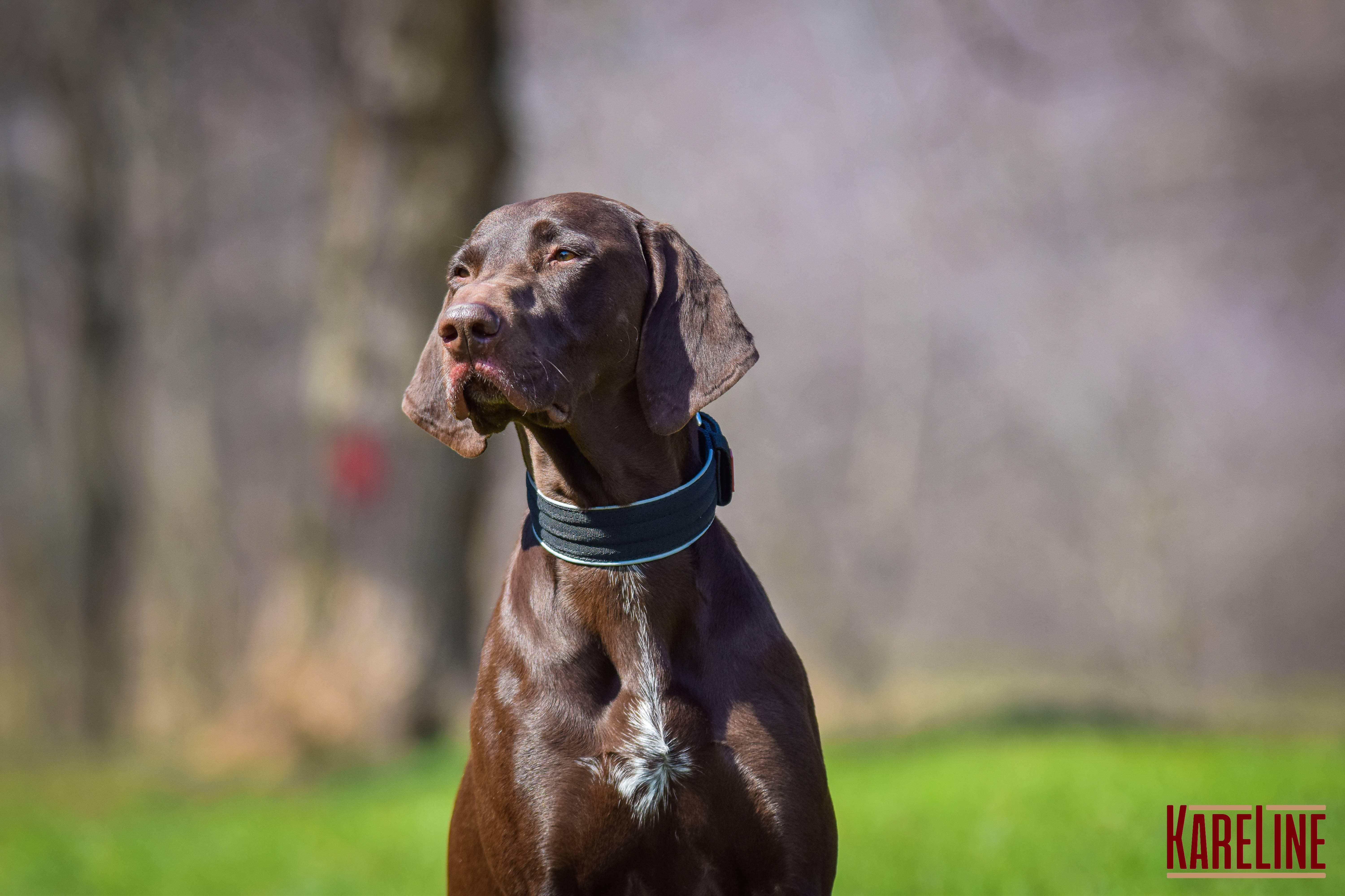 Ошейник KareLine усиленный нейлоновый со светоотражающим кантом 48 мм 380-460 мм Черный (0955/1) - фото 2