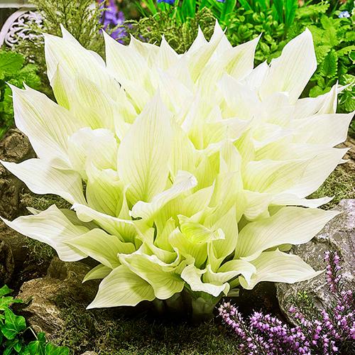 Хоста Dobrodar White Feather 3 шт. (38284906) Хоста Dobrodar White Feather 3 шт. (38284906)