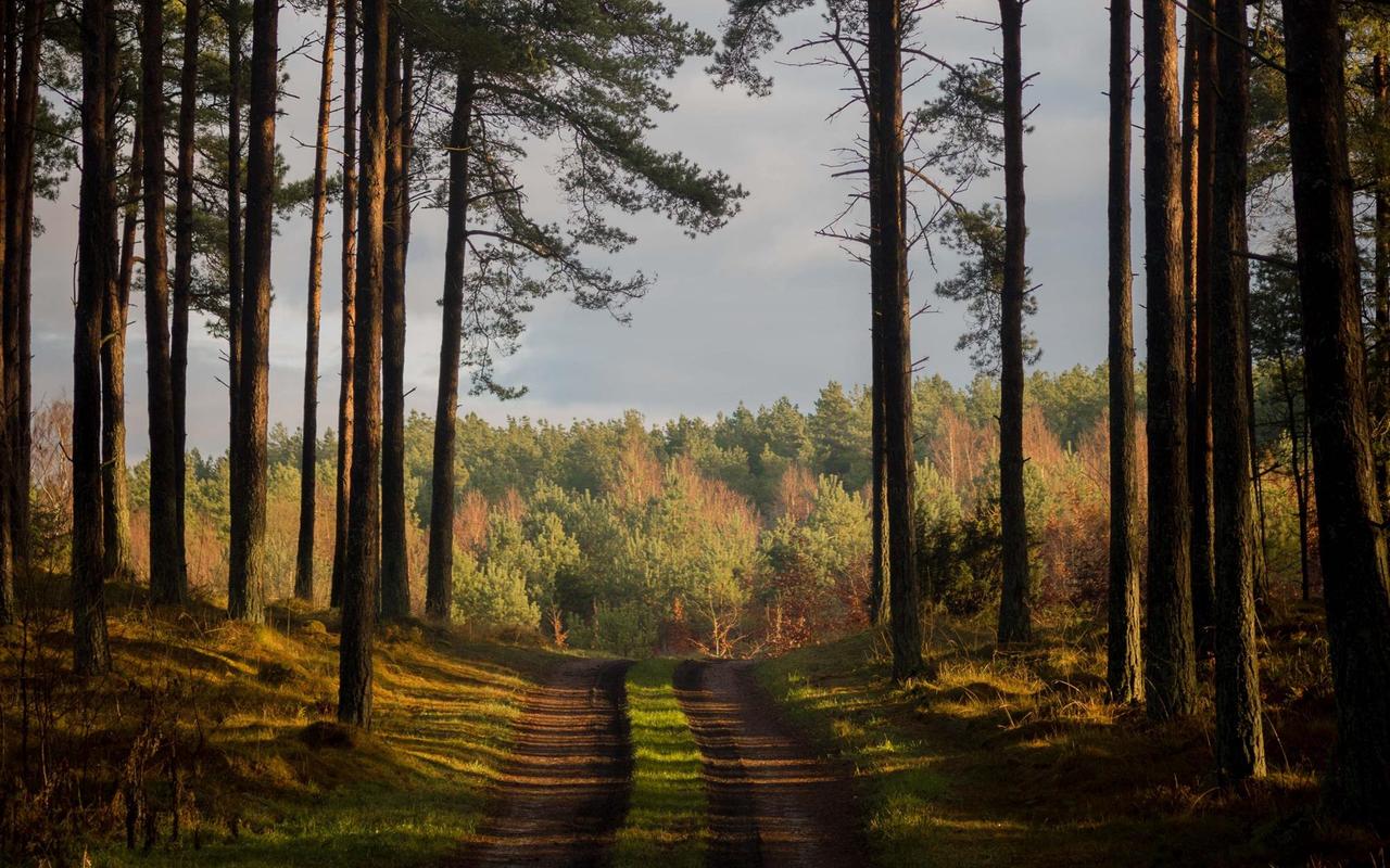 Картина на полотні Дорога 40x30 см (PR400)