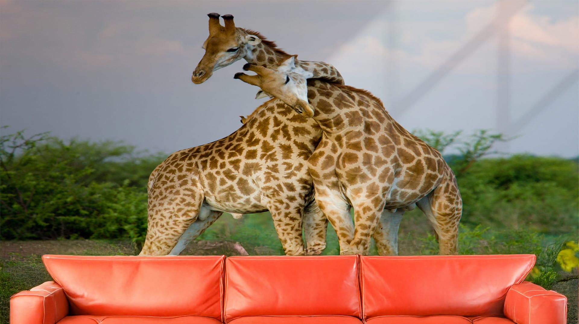 Фотообои флизелиновые Styleo Print-walls Жирафы 0261 300х200 см (Pw-0261)