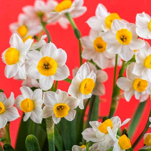 Лук декоративный Нарцисс тацетта Chinese Sacred Lily 3 шт.
