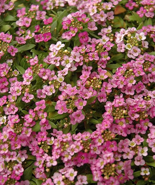 Семена Лобулярия Wonderland Pink ТД Гекса-Украина 4814 1000 шт. (IR003161)