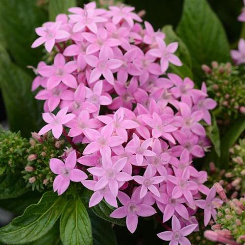 Семена цветов PanAmerican Пентас ланцетный LUCKY STAR LAVENDER 100 шт. (BN08364)