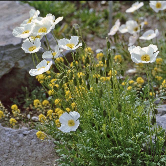 Саджанці Мак альпійський Papaver alpinum 3 шт. (38299389)