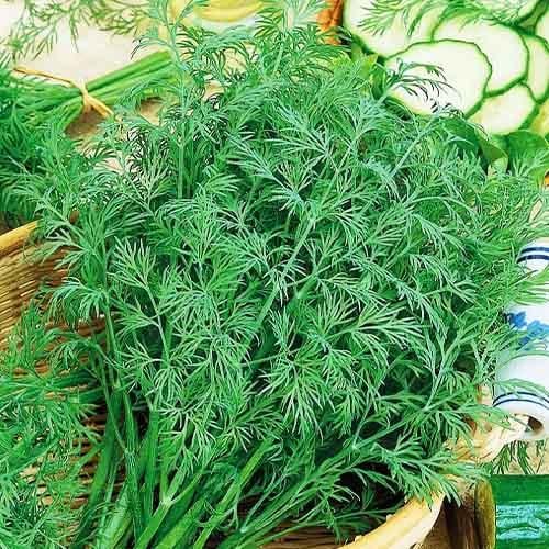 Насіння Кріп Florium Алігатор 20 г (22323)