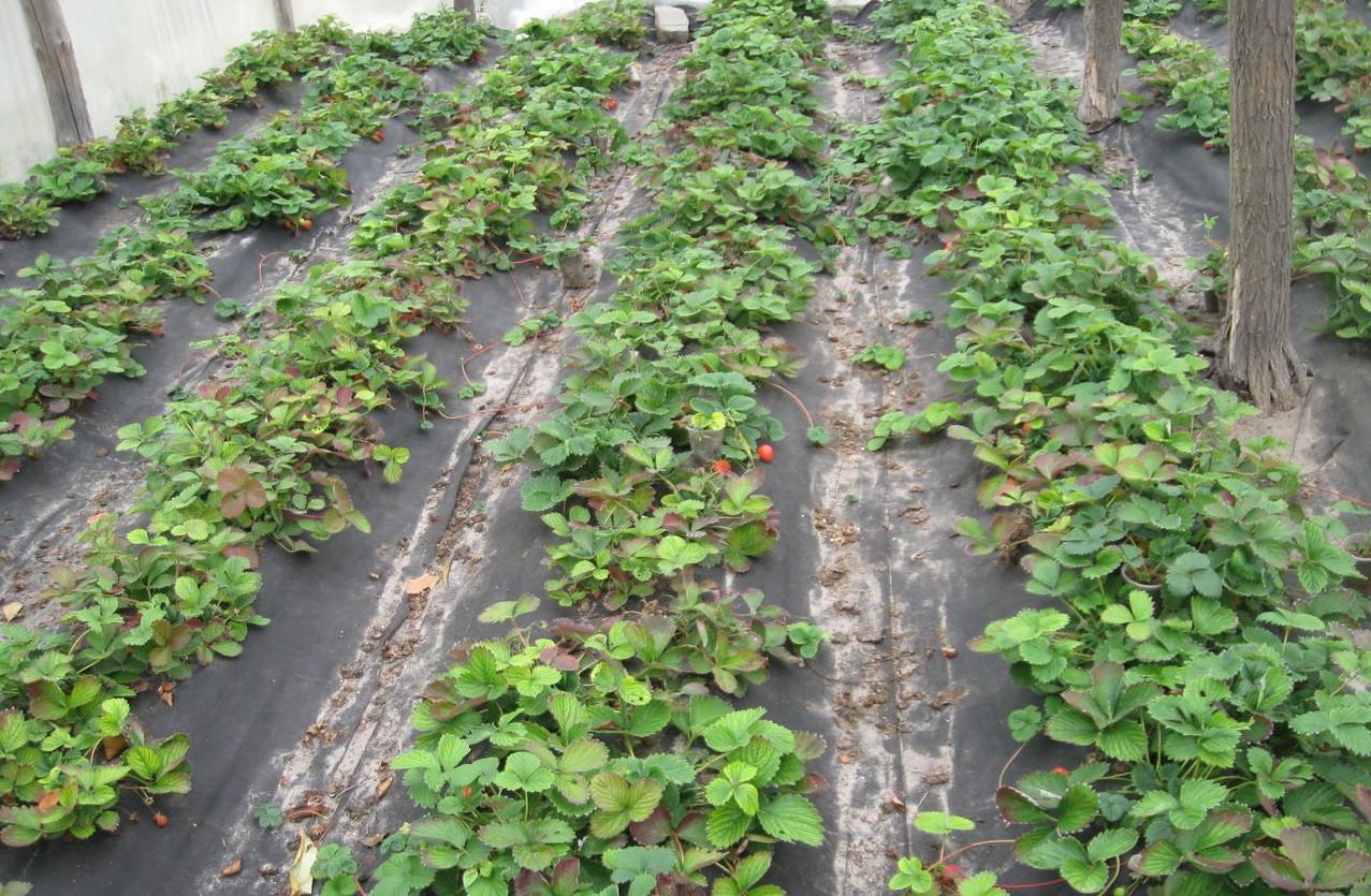 Агроволокно TSV AGRO пакетоване щільність 50 гр/м2 10x1,6 м Україна Чорний - фото 2 Агроволокно TSV AGRO пакетоване щільність 50 гр/м2 10x1,6 м Україна Чорний - фото 2