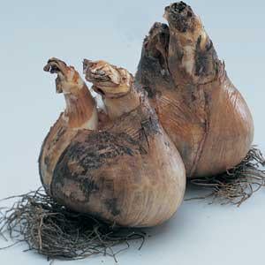 Нарцисс Florium Dutch Master (5756) - фото 6