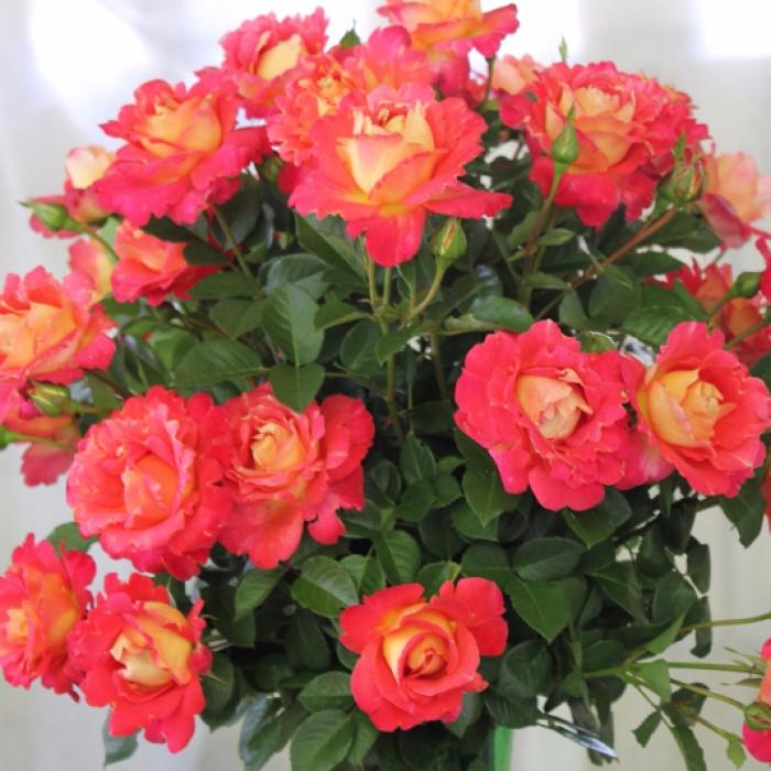 Роза Velet Decor Arlequin Шраб в контейнере (2669431263)