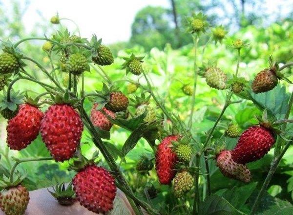 Саженец земляники Регина очень ранняя (1962994427) - фото 6 Саженец земляники Регина очень ранняя (1962994427) - фото 6