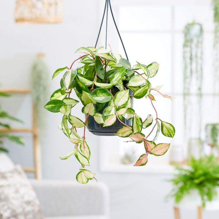 Хойя Триколор 12/30 см (2684559109) Хойя Триколор 12/30 см (2684559109)