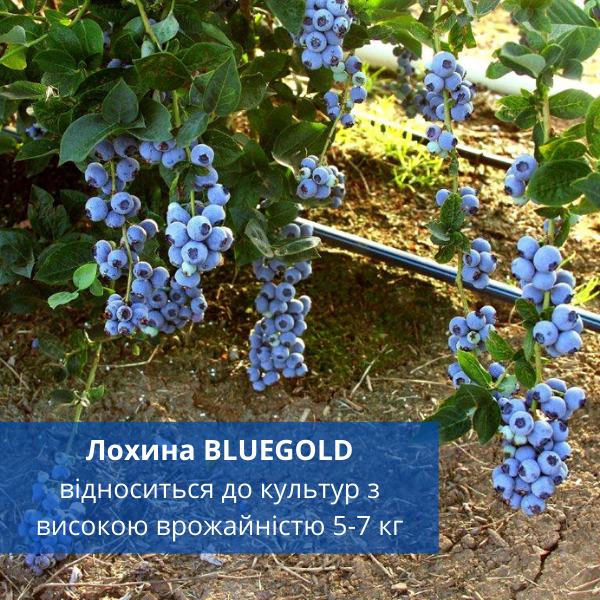 Саджанець лохини сорту Bluegold 2 роки 45-60 см (00248) - фото 3