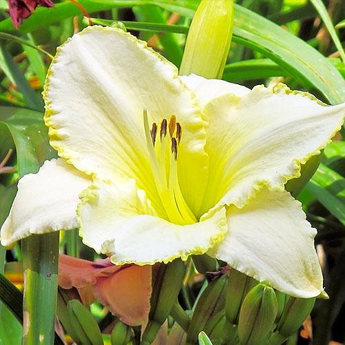 Лилейник Florium Blizzard Bay (15254)