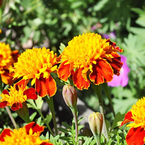 Семена Бархатцы Florium Тигровые глаза (4298)