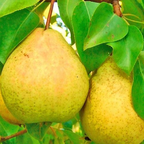 Сажанец Груша Жозефина зимний сорт/поздний срок созревания (39891) Сажанец Груша Жозефина зимний сорт/поздний срок созревания (39891)