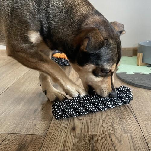 Набор игрушек для собаки Purlov 24388 10 шт. (27212345) - фото 5 Набор игрушек для собаки Purlov 24388 10 шт. (27212345) - фото 5