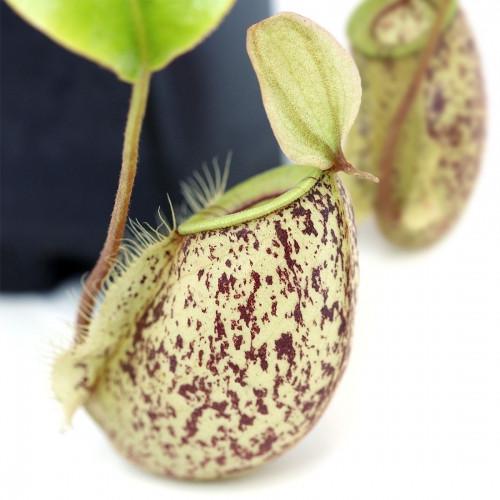 Растение хищник Непентес Хукериана AlienPlants Nepenthes Hookeriana (SUN006CP) - фото 2