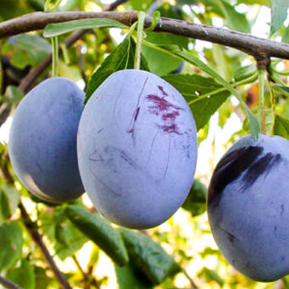 Саженец сливы Герман 1 летний (14965692)