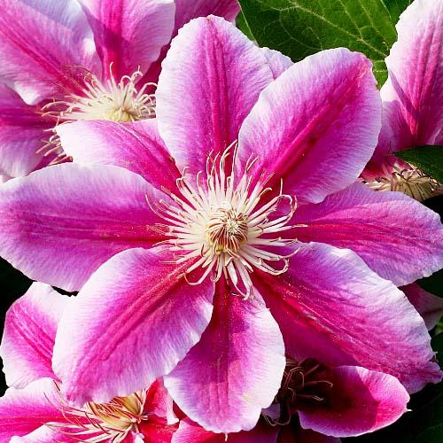 Клематис Angela Florium