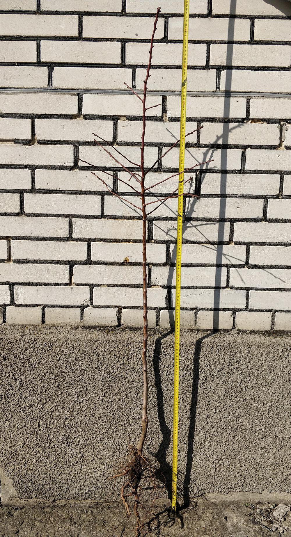 Мигдаль сорт Вікторія 1-річний (14896121) - фото 4