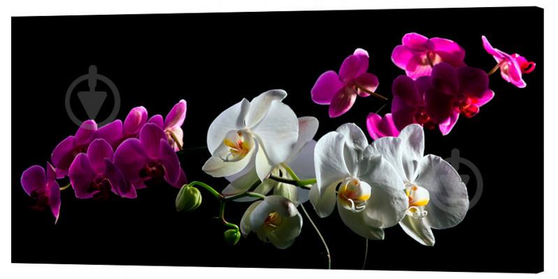 Картина на холсте Декор Карпаты Цветы 50х100 см (c20)