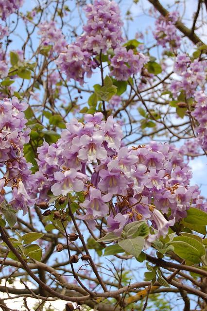 Семена Павловния войлочная Paulownia tomentosa 200+ шт./уп. - фото 8