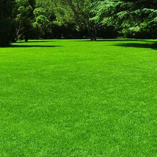 Насіння для газону Florium Класичний 100 г (16005) - фото 2 Насіння для газону Florium Класичний 100 г (16005) - фото 2