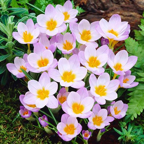 Крокус Florium Firefly (9747) - фото 2