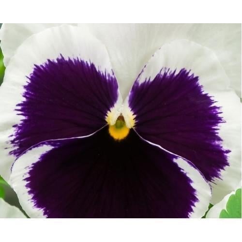 Семена цветов Виола Xtrada White with Blotch Hem Genetics 50 шт. (BN09632-3)