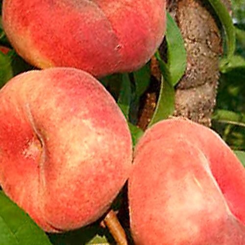 Саджанець Інжирний персик Світ Кап Sweet Cap літній сорт середньо-пізній термін дозрівання (101885)