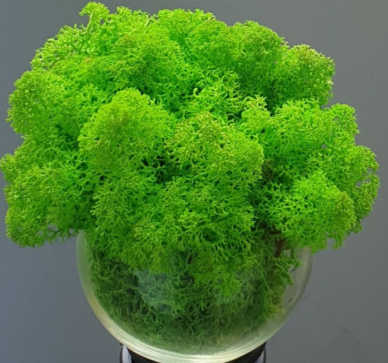 Стабилизированный мох ягель для декора Норвегия grass green light № 79 50 г (1684407399) Стабилизированный мох ягель для декора Норвегия grass green light № 79 50 г (1684407399)