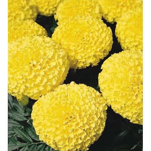 Семена цветов Benary Бархатцы прямостоячие Discovery 250 шт. Yellow (BN06103-2)