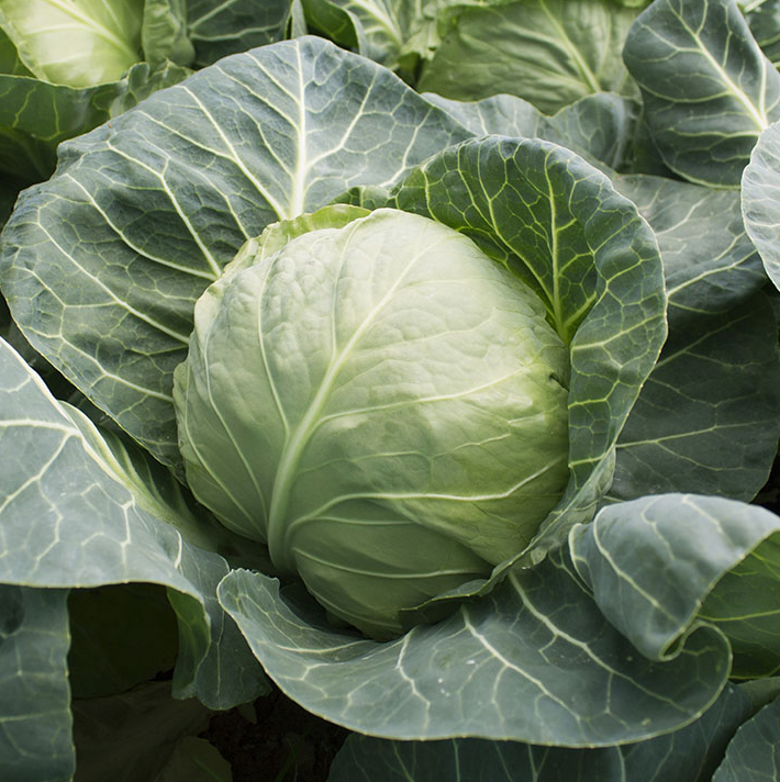 Семена Капуста белокочанная KS 412 F1 Kitano Seeds ТД Гекса-Украина 01-06-305 1000 шт. (IR02517