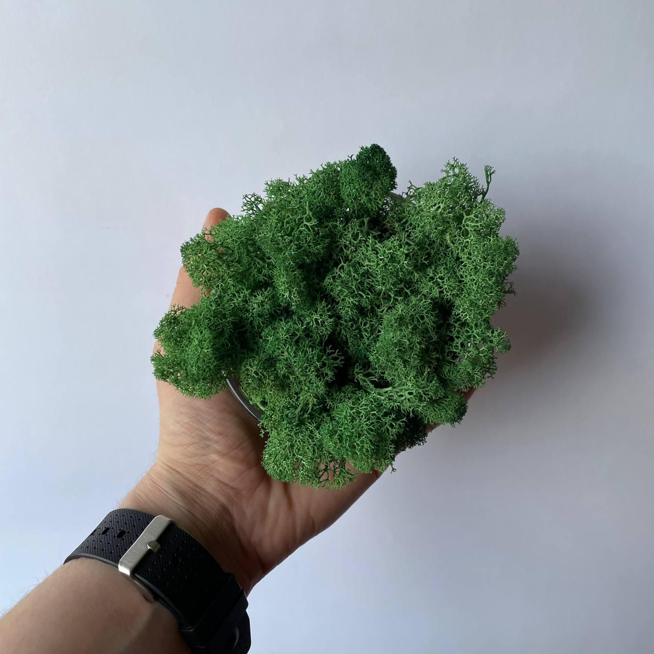 Мох стабілізований норвезький ягель 2 кг Темно-зелений (27321107) - фото 3