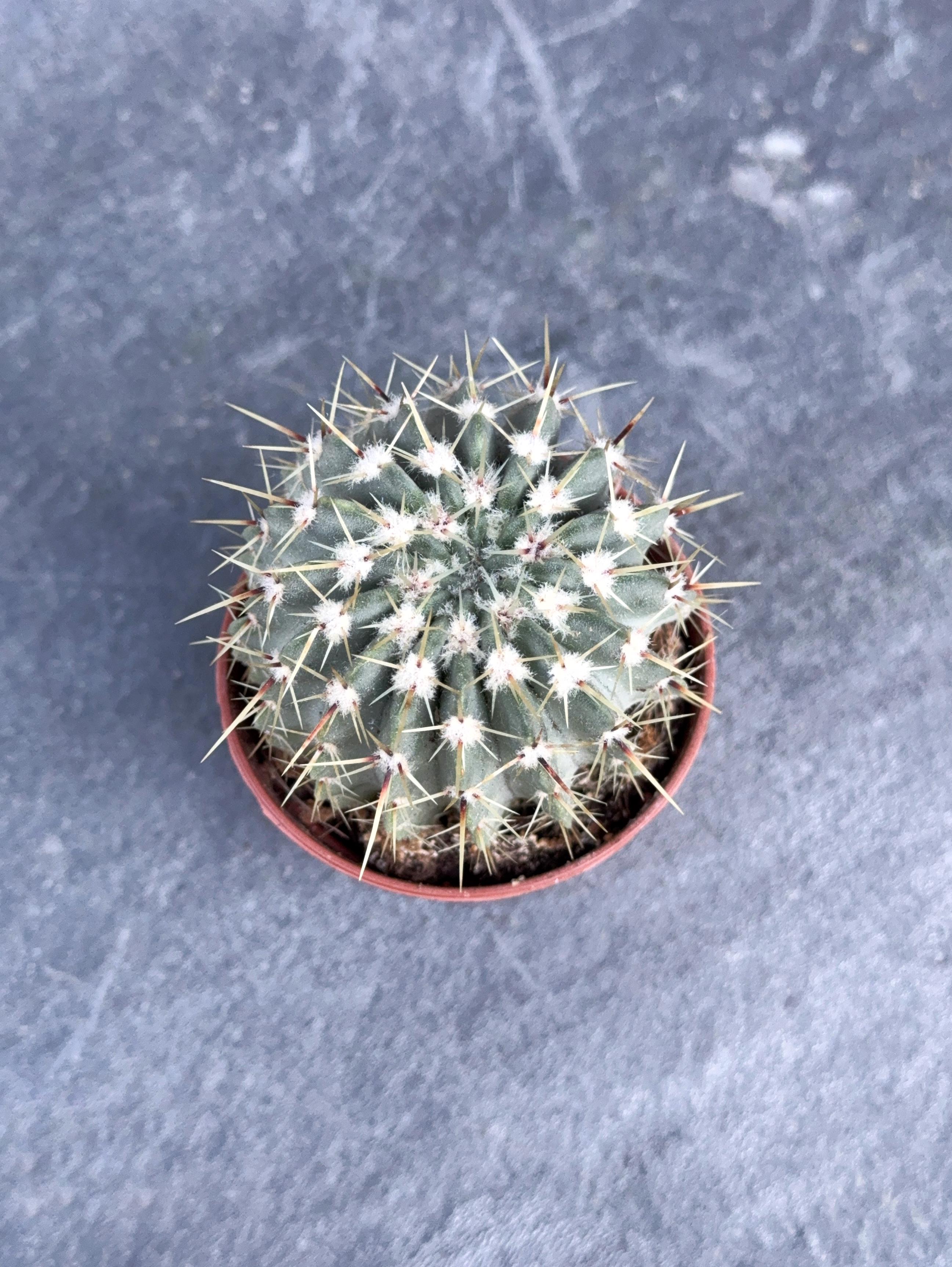 Сукулент Нотокактус Буїнінга Notocactus buningii 5 см - фото 2