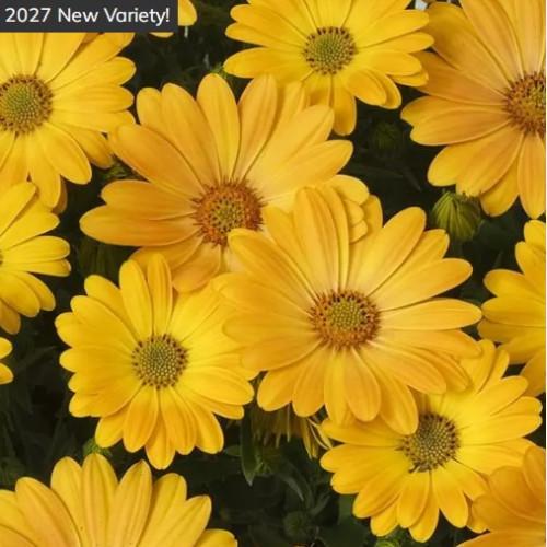 Семена цветов PanAmerican Остеоспермум AKILA Sunshine Yellow 25 шт. (BN12854-3)